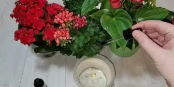 Ето с какво подхрахвам моите стайни растения, за да бъдат здрави и красиви 12