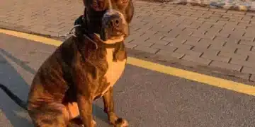 Колко трябва да продължи разходката с куче: масово собствениците не знаят това правило 5