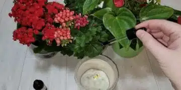 Само няколко капки и бързият цъфтеж ще започне! Натурална храна за стайни растения 5