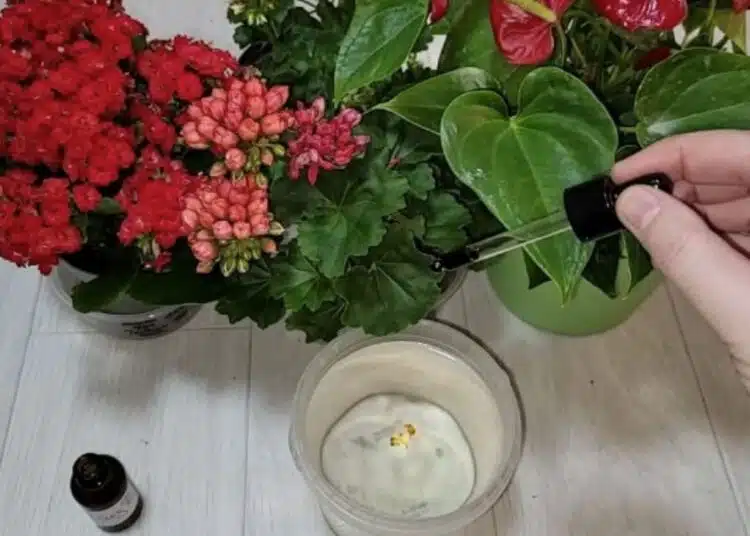 Само няколко капки и бързият цъфтеж ще започне! Натурална храна за стайни растения 1