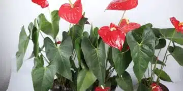 Само 1 пакет и стайните цветя цъфтят нон-стоп! Естествен тор 2