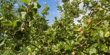 Какви зеленчуци е ЗАБРАНЕНО да се засаждат до ябълково дърво 9