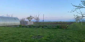 Смесено засаждане: петте най-добри комбинации от зеленчуци - богата реколта и минимум проблеми 10