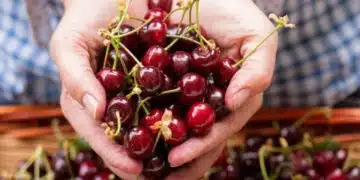 Ето защо е необходимо възрастните хора да консумират череши 5