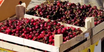 Какви са ползите от черешите – какви хора трябва да ги употребяват 4