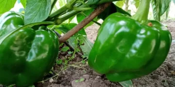 Възможно ли е да засадите различни сортове сладки пиперки един до друг 2