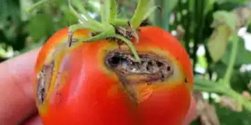 Лоша прогноза за вкусните български домати и какво може да се направи 11