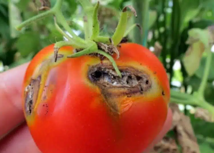 Лоша прогноза за вкусните български домати и какво може да се направи 1