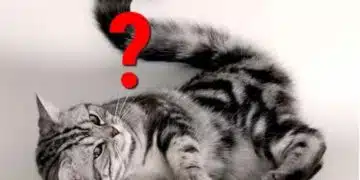 Експерти споделиха защо котката гони опашката си – причината е интересна 9