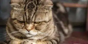 5 признака по които ще разберете дали котката е самотна и тъжна 2