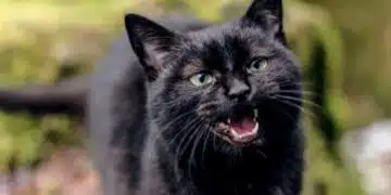 Защо котките оставят храна в купата: тайните причини за котешката придирчивост 3