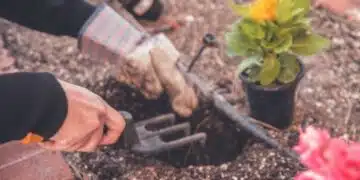 В никакъв случай не засаждайте близо до къщата: популярно растение, което привлича кърлежи и образува мухъл 5