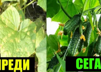 Ако листата на краставиците пожълтеят, веднага изпълни тази рецепта на агронома! 12