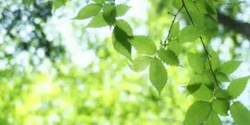 23 юни /неделя/ е голям празник, всеки трябва да знае - традициите и народните знаци: 8