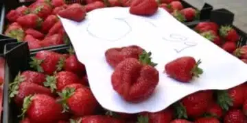 Производител сподели за тенденция при покупката на българските ягоди – искали да ги вземат направо от полето! 14