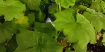 Защо домакините слагат листа от здравец в джобовете си: 3