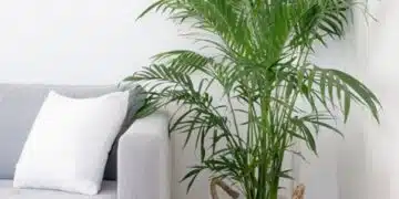 Сложете тези 2 растения у дома си и ще плувате в пари 5