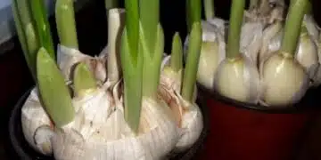 Как да отглеждате чесън на балкона за 10 дни: 3