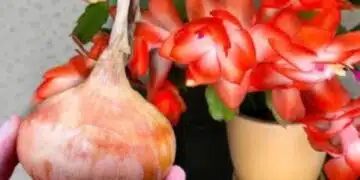 Топ трик, с който всички цветя в дома ми пожънаха богат цъфтеж 3