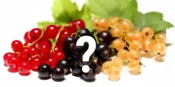 Черно, червено, бяло? Кое френско грозде е по-здравословно? 5
