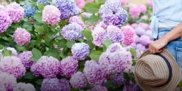 Ето кога и как да пресадите красивите хортензии 7