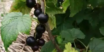 Защо да заравяме пластмасови бутилки под храсти от касис: неочакван резултат 2