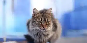 Котка, която се бе изгубила, измина цели 1500 километра, за да се прибере при стопаните си 1