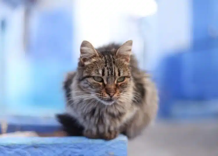 Котка, която се бе изгубила, измина цели 1500 километра, за да се прибере при стопаните си 1
