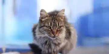 Сив котарак измина 1500 километра, за да се прибере в къщи 1