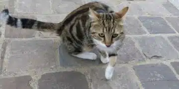 Може ли котка да намери пътя си към дома, ако внезапно се изгуби? 6
