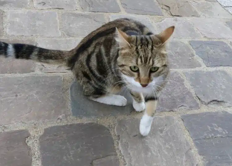 Може ли котка да намери пътя си към дома, ако внезапно се изгуби? 1 Може ли котка да намери пътя си към дома, ако внезапно се изгуби? 1