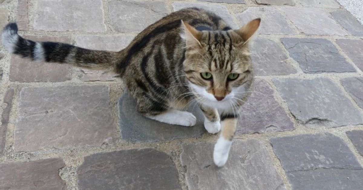 Може ли котка да намери пътя си към дома, ако внезапно се изгуби? Шарена таби котка със зелени очи върви по каменен паваж.
