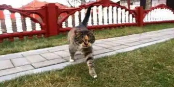 Нужно ли е да разхождате котката? 2