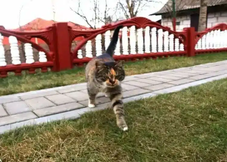 Нужно ли е да разхождате котката? 1