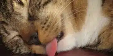 Кои породи котки са най-взискателни към храната: бъдете внимателни с тях 12