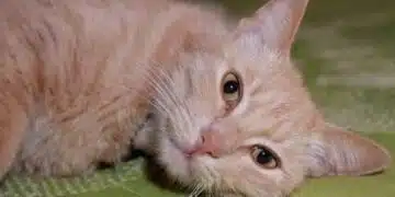 Домакински трикове, с които ще спрете котката да се катери по масата 3