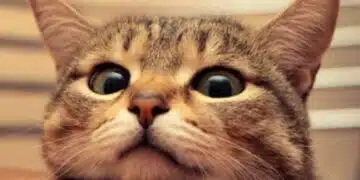 Как котките проявяват ревност: таен език 1