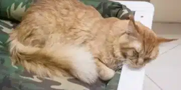 Топ 4 признака по които да разберете, че котката се нуждае от подстригване 10