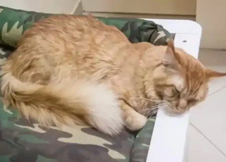 Топ 4 признака по които да разберете, че котката се нуждае от подстригване 1