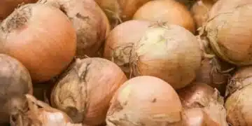Засадете лука на това място и той ще стане голям колкото юмрук 13