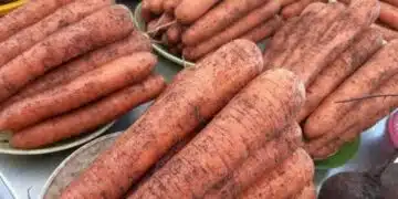 Кога да събирате моркови: разкрити са най-добрите дни за прибиране на реколтата през септември 9