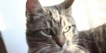 Ето как да разберете дали котката е тъжна 1