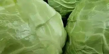 Ето какво може да се добави към задушеното зеле: топ кулинарни съвети 8