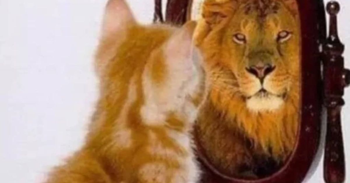 5 зодии, които ще преживеят най-голямата трансформация в живота си тази есен да се готвят! Оранжева котка гледа в огледало, виждайки отражение на лъв.