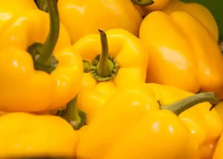 Как да приготвите необичайни пълнени чушки: заменете месото с този продукт - ще се окаже много вкусно 1
