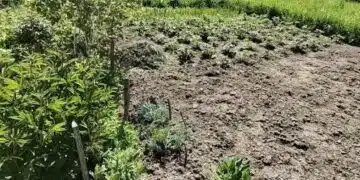 Какво трябва да се направи в дачата през есента, за да се предотврати презимуването на охлюви 7