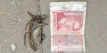 Доктор предупреди какво не трябва да се прави, когато видите нилски водоплавки 1
