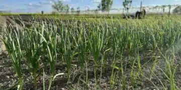 Добавете това към дупката при засаждане на зимен чесън и ще бъдете много доволни 6