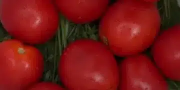 Най-добрата рецепта за домати за зимата: тайната, с която доматите се оказват "газирани" 12