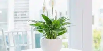 Пазители на женското щастие: 3 стайни растения, които ще повдигат енергията в дома и ще премахнат негативните емоции 3